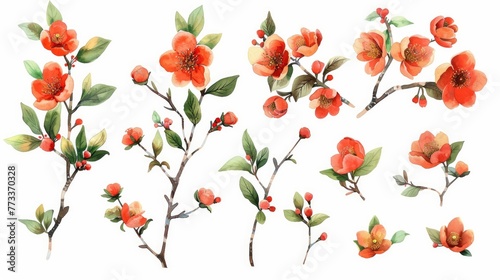 watercolor components featuring blooming red 8 March blooms. On a white background  a single flower with green leaves arranged in a branch. Perfect for pretty cards  posters  and invitations