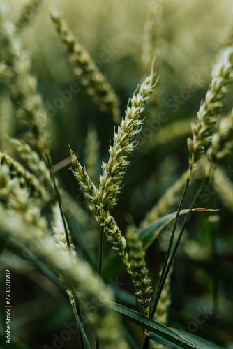 Close up of Wheat