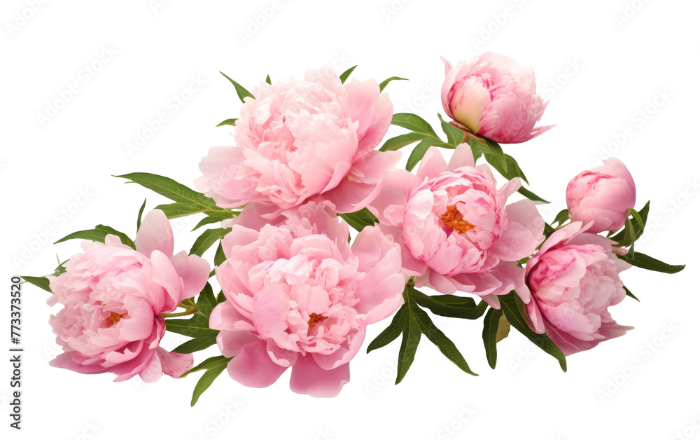 A delicate bouquet of pink peonies rests on a serene white background