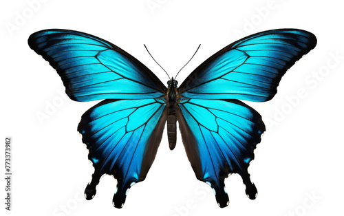 A vibrant blue butterfly gracefully flutters against a pristine white background