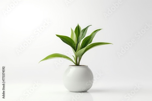 Flowers on a white background