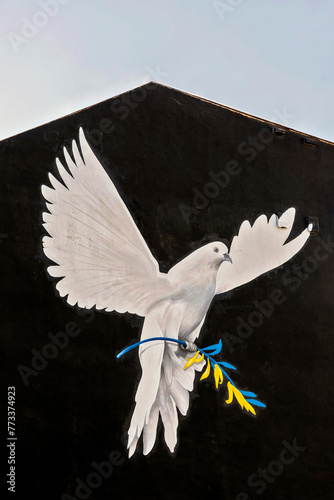 Weiße Friedenstaube mit Zweig in den Ukrainischen Nationalfarben gelb und blau