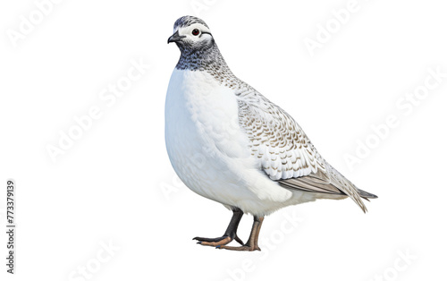 Wallpaper Mural Elegant white and gray bird standing on a white surface Torontodigital.ca