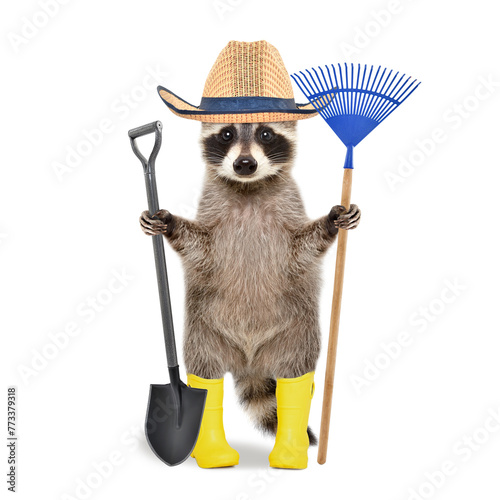 Raccoon in a gardening hat and rubber boots with a broom and shovel in his hands standing isolated on a white background