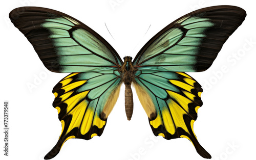 A vibrant green and yellow butterfly gracefully flutters its wings adorned with elegant black patterns