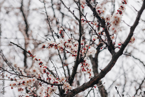 Spring has arrived and the trees are blooming © Cibric