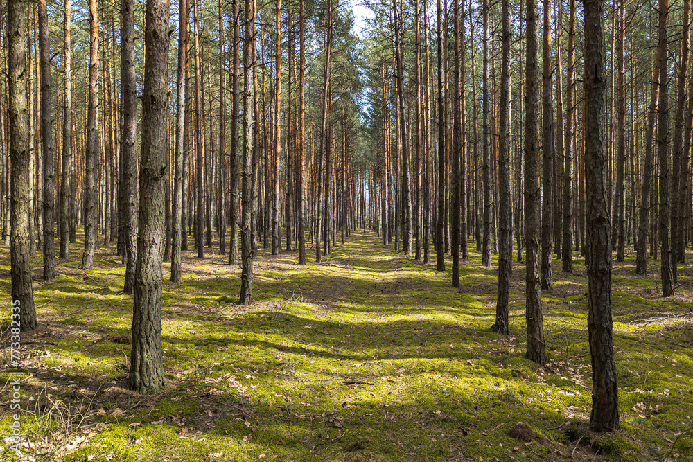 Path in the forest