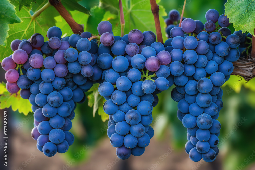 Close-up of fresh, ripe blue grapes in a vineyard ready for harvest, a perfect ingredient for winemaking and a symbol of healthy organic viticulture and natural agricultural growth