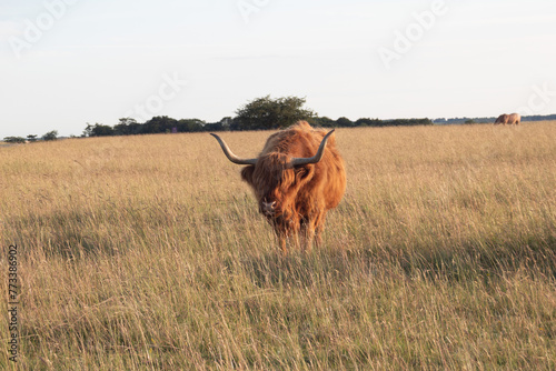 Highland Cow 