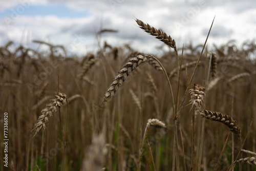 Wheat