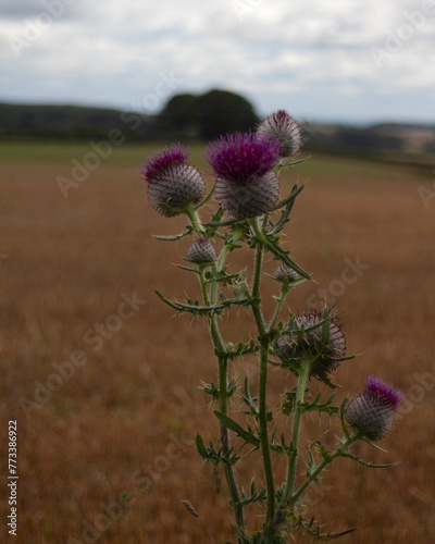 Thistle