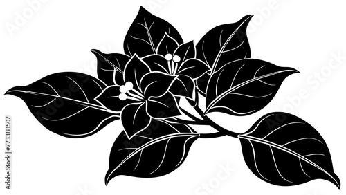 Brighten Your Design with Stunning Bougainvillea Flower Vector Graphics A Comprehensive Collection