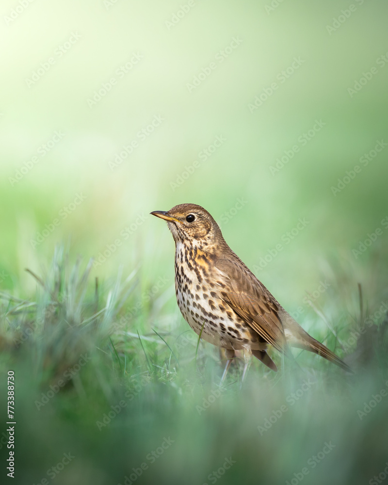 Bird - Song Trush Turdus philomelos on the spring green meadow amazing warm light sunset sundown
