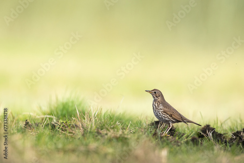 Bird - Song Trush Turdus philomelos on the spring green meadow amazing warm light sunset sundown