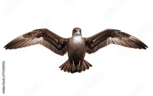 A beautiful bird gracefully flies through the sky with its wings spread wide, immersed in the freedom of flight