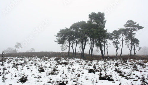 pine trees in mist and snow near utrecht in the netherlands