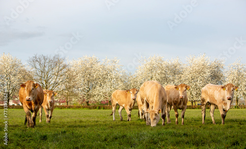 blonde d'aquitaine cows and calves in green grassy meadow near blossoming trees in spring