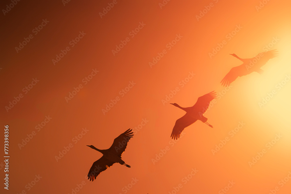 Fototapeta premium Sandhill cranes (Grus canadensis) in flight; Crane Trust; Nebraska
