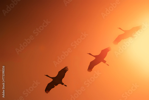 Sandhill cranes (Grus canadensis) in flight  Crane Trust  Nebraska © Tom