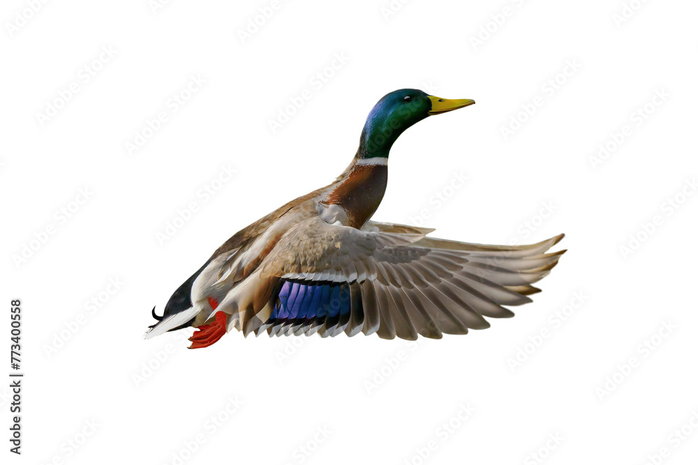 Obraz premium flying mallard isolated on white background