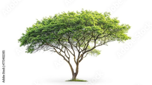 Green Tree Isolated on White Background  Nature Photo