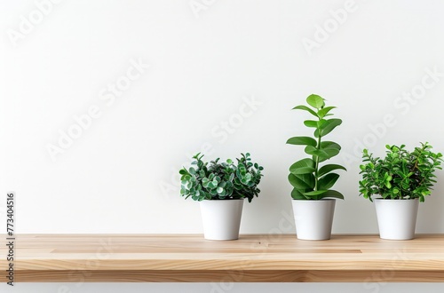 Three green potted plants arranged neatly on a wooden shelf