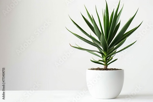 Tropical House Yucca Plant in Modern White Pot, Isolated Houseplant Photo