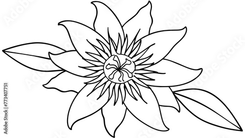 Discover the Beauty Passionflower Vector Art for Stunning Designs