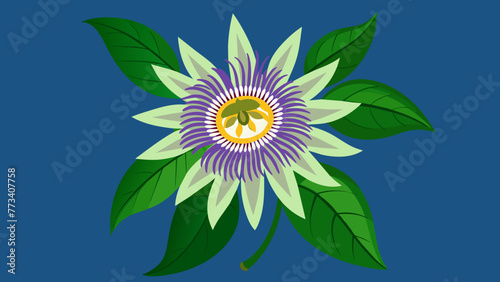 Discover the Beauty Passionflower Vector Art for Stunning Designs
