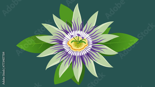Discover the Beauty Passionflower Vector Art for Stunning Designs
