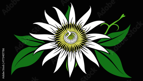 Discover the Beauty Passionflower Vector Art for Stunning Designs