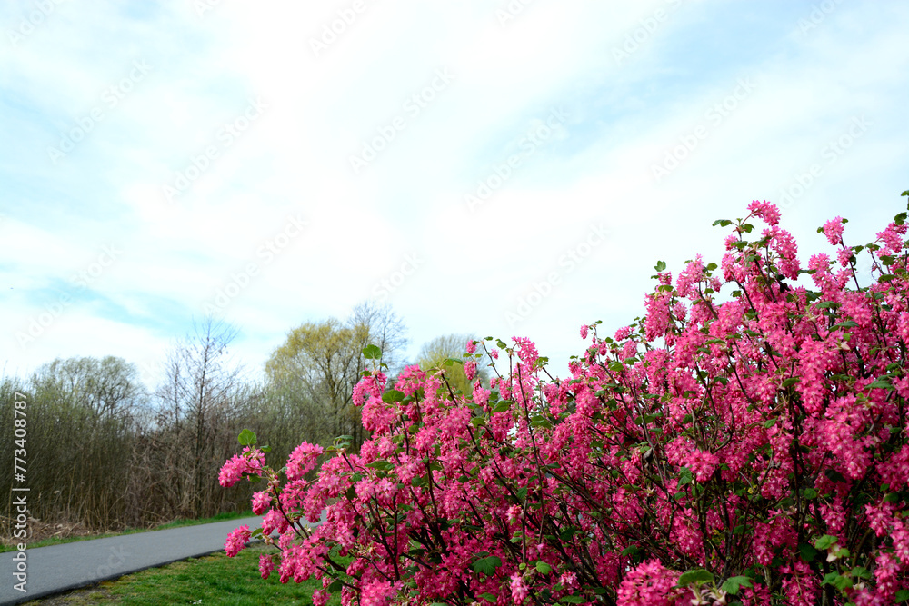 Obraz premium Busch mit roten Blüten