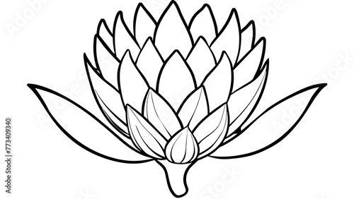 Beautiful Protea Flower Vector Illustrations Enhance Your Designs with Stunning Floral Graphics