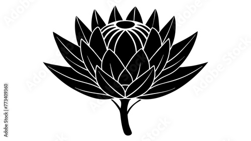 Beautiful Protea Flower Vector Illustrations Enhance Your Designs with Stunning Floral Graphics