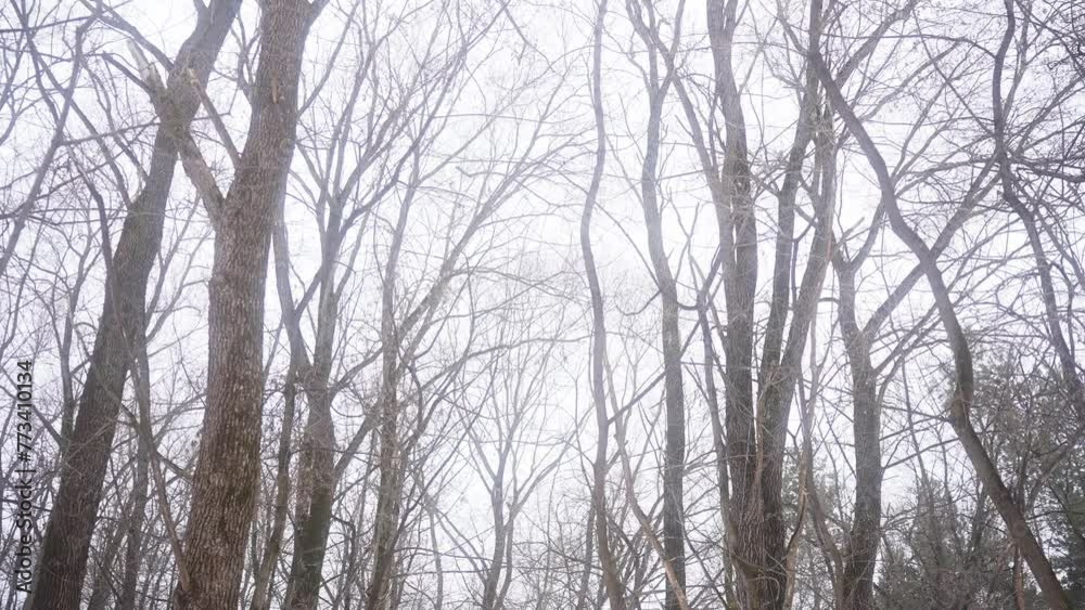 Grey sky over a barren forest, with freezing twigs and leafless trees Grey sky over a barren forest, with freezing twigs and leafless trees
