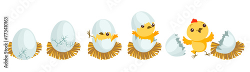 Chicken hatching stages. Gradual hatch of little chicken from egg. Easter mascot. Yellow fluffy bird birth. Domestic animal. Nestling breaking shell process. Splendid vector concept photo