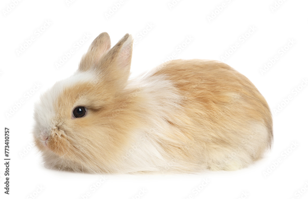Cute fluffy pet rabbit isolated on white Cute fluffy pet rabbit isolated on white