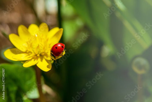 Ladybug on a large yellow Ficaria verna flower.