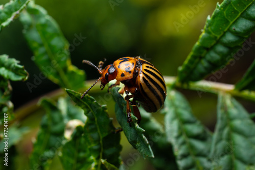 state potato beetle on a leaf