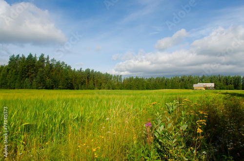 Landscape with grass and blue sky. photo
