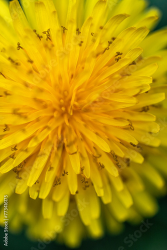 flowers spring rest  colors  life  background