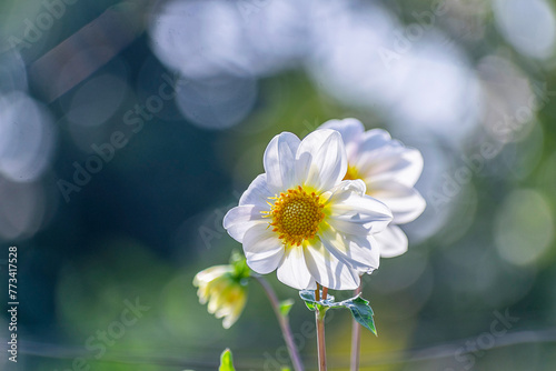 Winter seasonal white Dahlia flowers blooming in bunch in the roof top pot garden.Jan 2024. India.