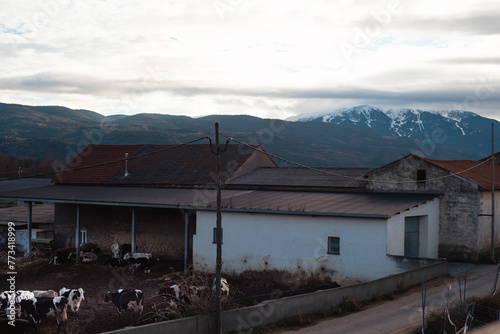 A herd of cows stands outside a white, old building with a mountain range in the background © Oleksandra