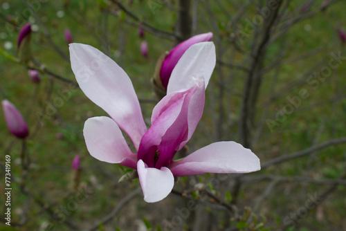Magnolia kwiat. 