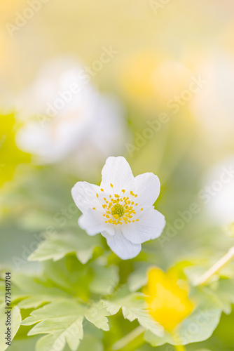 Kwiaty wiosenne, biały zawilec gajowego (Anemone nemorosa)