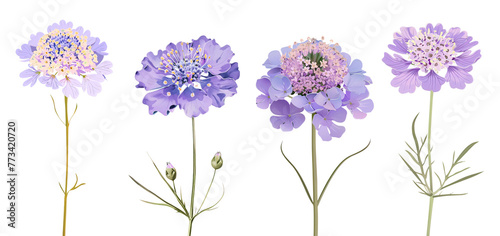 Collection of scabiosa flowers flat illustration cutout png clipping path isolated on white or transparent background
