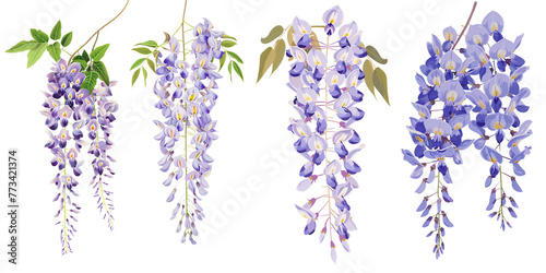 Collection of wisteria flowers flat illustration cutout png clipping path isolated on white or transparent background