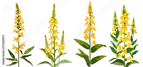 Collection of solidago flowers flat illustration cutout png clipping path isolated on white or transparent background