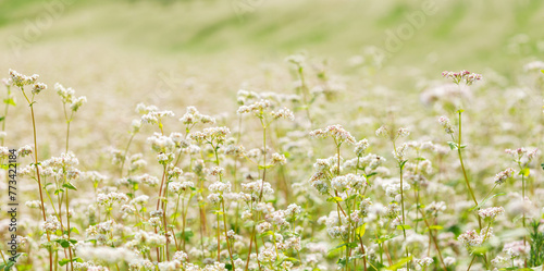 Flowers of buckwheat in a field. Field of buckwheat in summer day