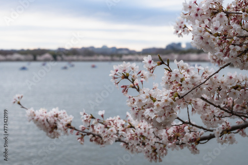Beautiful cherry blossoms at the tidal basin, Washington DC